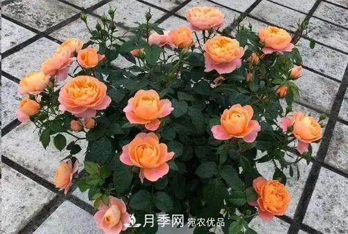 5種適合種在陽臺的月季，生病幾率小，開花有特色(圖4)