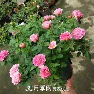 5種適合種在陽臺的月季，生病幾率小，開花有特色(圖6)