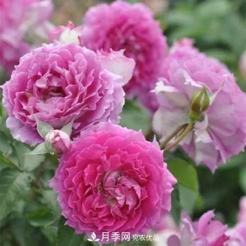 5種適合種在陽臺的月季，生病幾率小，開花有特色(圖7)