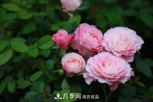5種適合種在陽臺的月季，生病幾率小，開花有特色(圖5)