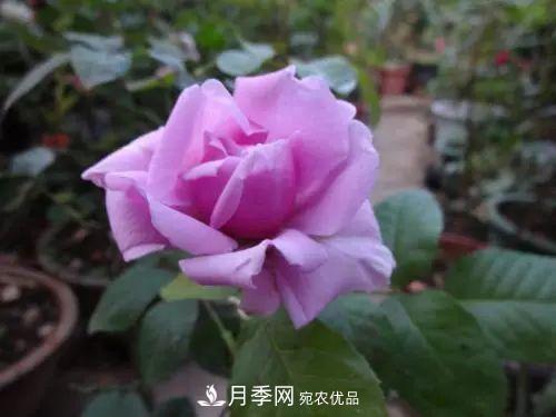 5種適合種在陽臺的月季，生病幾率小，開花有特色(圖8)
