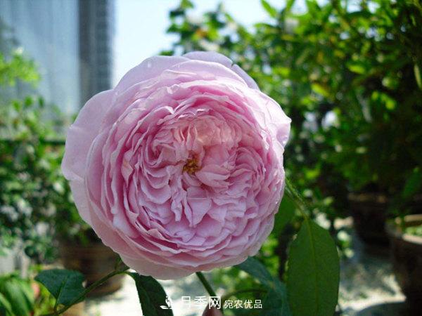推薦4種優(yōu)秀藤本月季，開花多一開就停不下來(圖1)