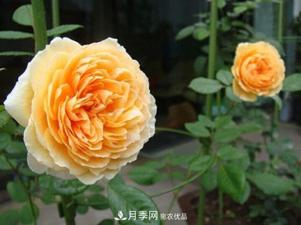 推薦4種優(yōu)秀藤本月季，開花多一開就停不下來(圖3)