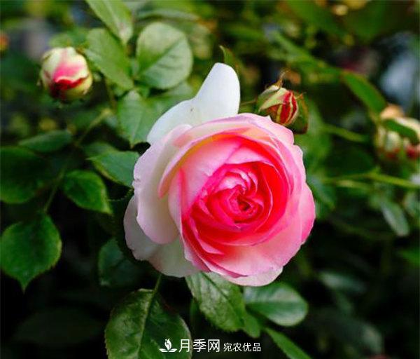 推薦4種優(yōu)秀藤本月季，開花多一開就停不下來(圖4)