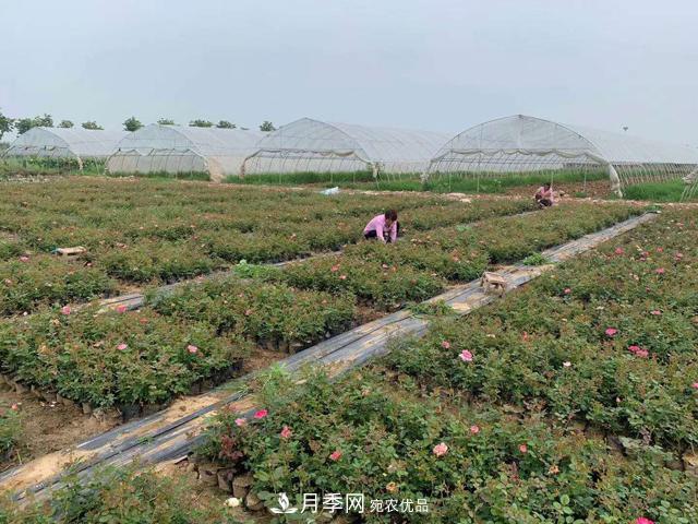敲暈幾個(gè)苗木大戶后，我整理出了這份《高價(jià)苗木進(jìn)階手冊(cè)》(圖2)