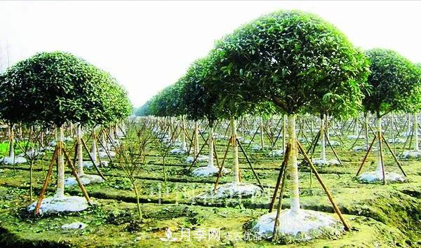 敲暈幾個(gè)苗木大戶后，我整理出了這份《高價(jià)苗木進(jìn)階手冊(cè)》(圖1)