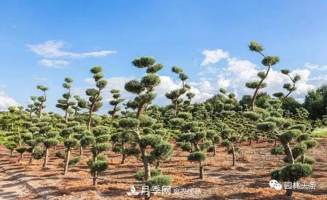 這些苗木價格***貴，市場潛力大，未來可以繼續(xù)發(fā)展！(圖1)