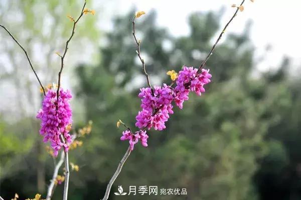 這些苗木價格***貴，市場潛力大，未來可以繼續(xù)發(fā)展！(圖4)
