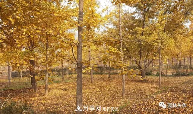 這些苗木價格***貴，市場潛力大，未來可以繼續(xù)發(fā)展！(圖2)
