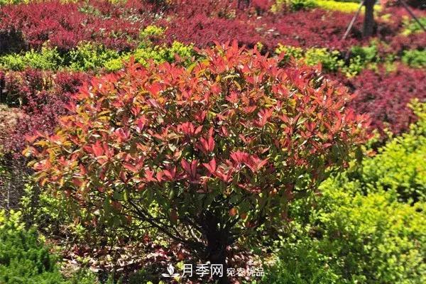 這些苗木價格***貴，市場潛力大，未來可以繼續(xù)發(fā)展！(圖3)