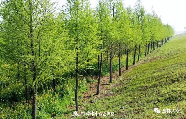 這些苗木價格***貴，市場潛力大，未來可以繼續(xù)發(fā)展！(圖7)