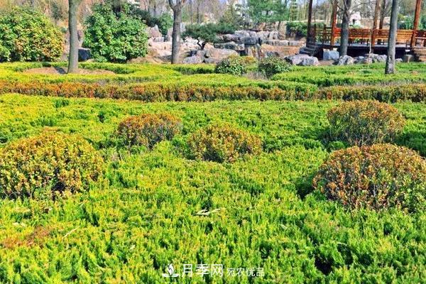 這些苗木價格***貴，市場潛力大，未來可以繼續(xù)發(fā)展！(圖6)