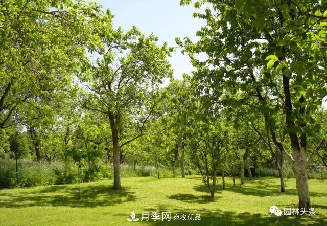 這些苗木價格***貴，市場潛力大，未來可以繼續(xù)發(fā)展！(圖5)