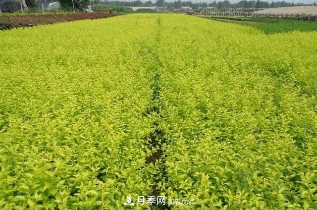 這些中國著名苗木產(chǎn)地你知道幾個？值得收藏！(圖3)