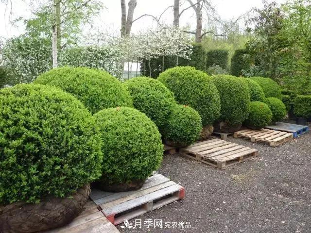 這些中國著名苗木產(chǎn)地你知道幾個？值得收藏！(圖6)