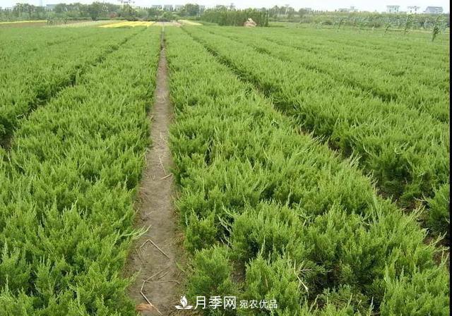 這些中國著名苗木產(chǎn)地你知道幾個？值得收藏！(圖4)