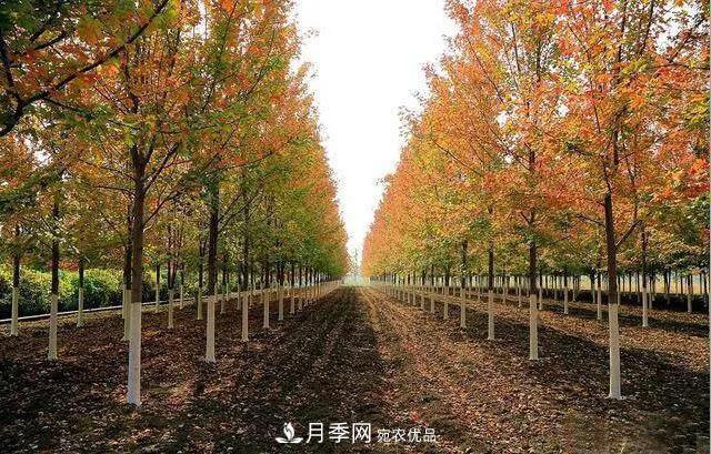 這些中國著名苗木產(chǎn)地你知道幾個？值得收藏！(圖5)