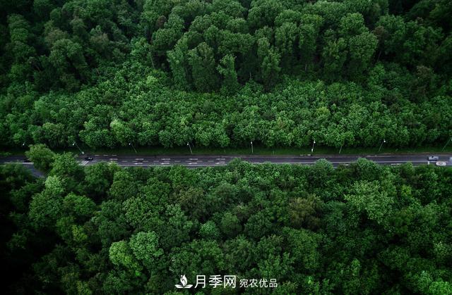 2020年度全國苗木供需分析報(bào)告，這些苗木市場需求大(圖1)