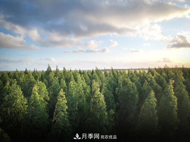 2020年度全國苗木供需分析報(bào)告，這些苗木市場需求大(圖2)