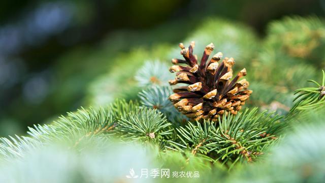 2020年度全國苗木供需分析報(bào)告，這些苗木市場需求大(圖5)