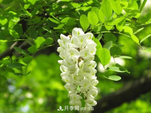 2020年度全國苗木供需分析報(bào)告，這些苗木市場需求大(圖3)