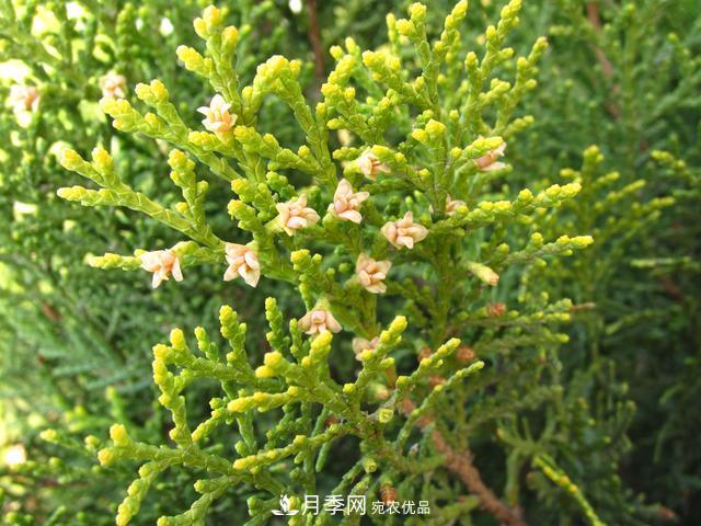 2020年度全國苗木供需分析報(bào)告，這些苗木市場需求大(圖4)