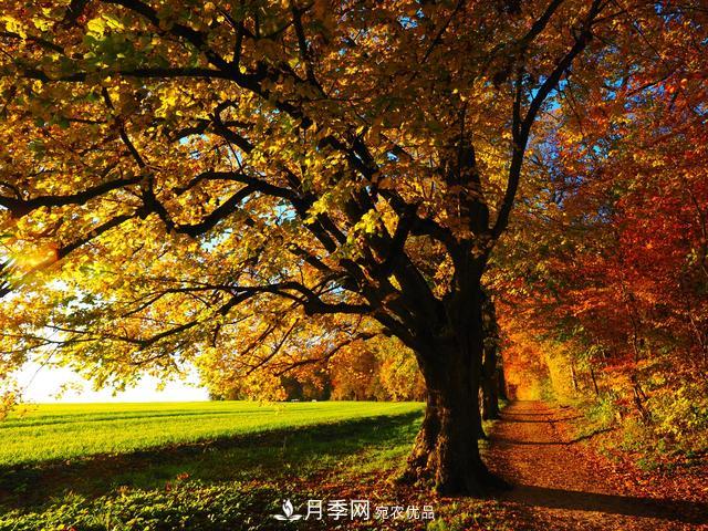 2020年度全國苗木供需分析報(bào)告，這些苗木市場需求大(圖7)