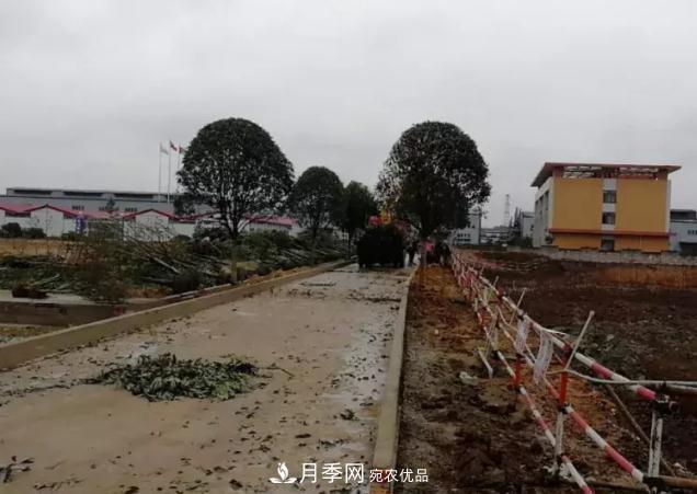 綠化工程苗木價格計算辦法(圖2) 綠化工程苗木價格計算辦法(圖2)
