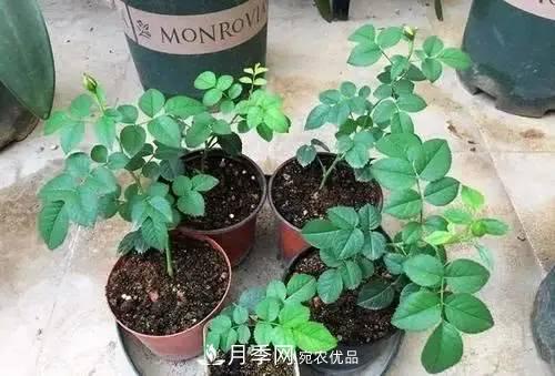 新扦插成活的月季就開了一朵花，需不需要剪掉？(圖2)