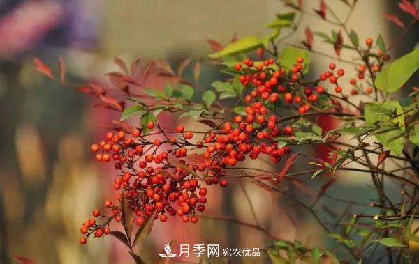 街頭的4種綠化樹，剪根枝條扦插，成漂亮盆景，不花錢(圖2)