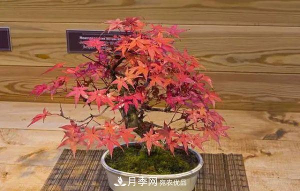街頭的4種綠化樹，剪根枝條扦插，成漂亮盆景，不花錢(圖5)