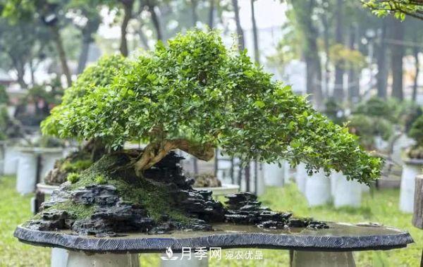 街頭的4種綠化樹，剪根枝條扦插，成漂亮盆景，不花錢(圖1)