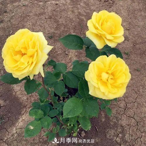 月季小苗想要長(zhǎng)壯，學(xué)會(huì)這幾招，快速成大苗！(圖1)