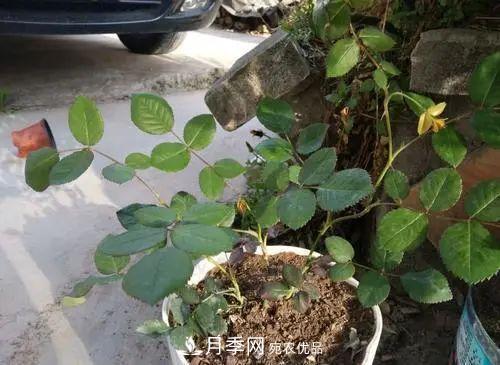 月季小苗想要長(zhǎng)壯，學(xué)會(huì)這幾招，快速成大苗！(圖2)