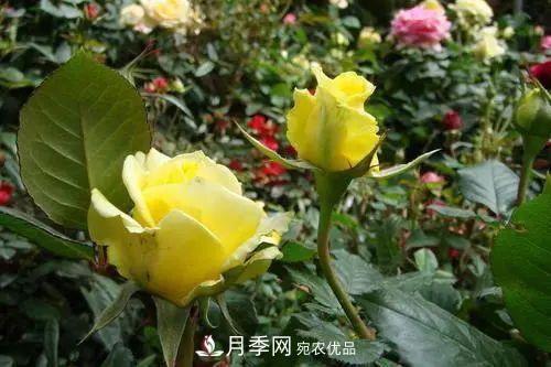 月季小苗想要長(zhǎng)壯，學(xué)會(huì)這幾招，快速成大苗！(圖4)