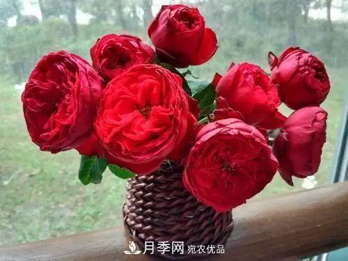 月季小苗想要長(zhǎng)壯，學(xué)會(huì)這幾招，快速成大苗！(圖3)