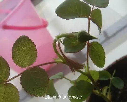 月季小苗想要長(zhǎng)壯，學(xué)會(huì)這幾招，快速成大苗！(圖6)