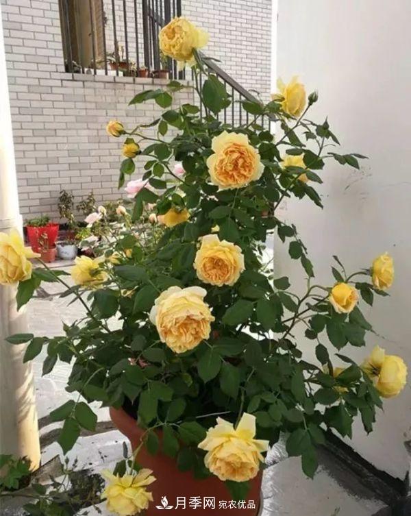養(yǎng)月季施肥牢記“3要2不要”，月季猛爆壯筍，花開(kāi)連成片！(圖1)