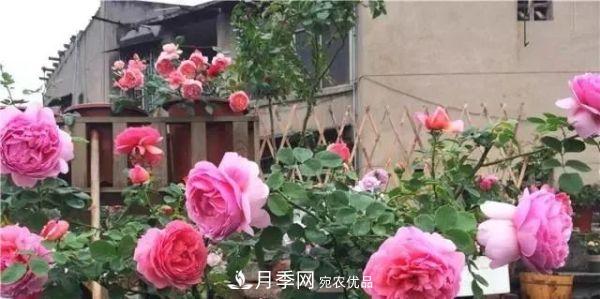 養(yǎng)月季施肥牢記“3要2不要”，月季猛爆壯筍，花開(kāi)連成片！(圖3)
