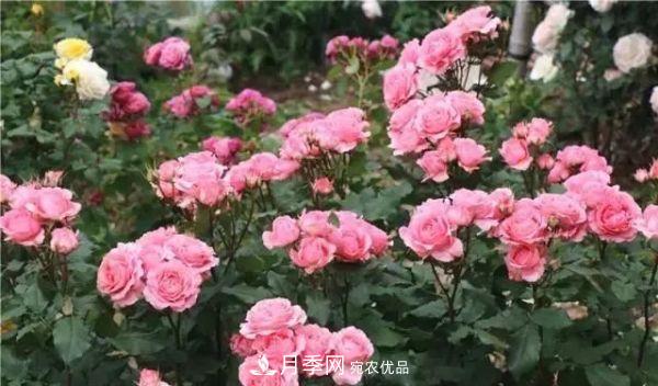 養(yǎng)月季施肥牢記“3要2不要”，月季猛爆壯筍，花開(kāi)連成片！(圖4)