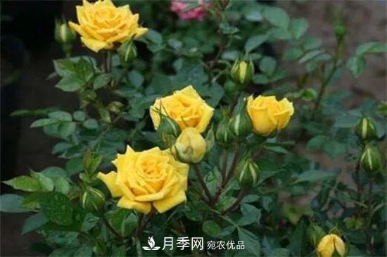 什么樹可以嫁接月季花？月季嫁接有什么好處？(圖2)