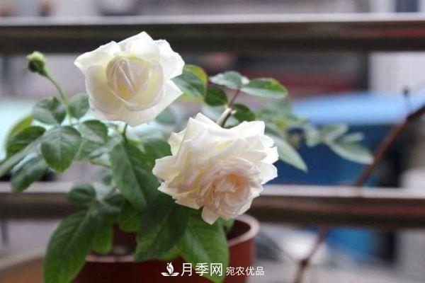 什么樹可以嫁接月季花？月季嫁接有什么好處？(圖3)