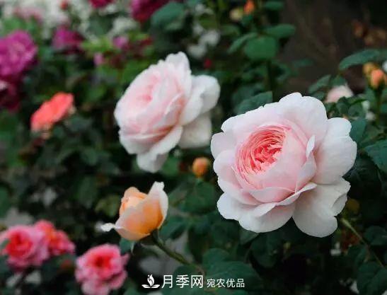 什么樹可以嫁接月季花？月季嫁接有什么好處？(圖1)