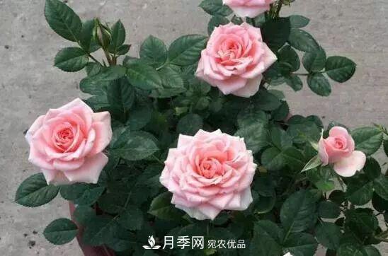 什么樹可以嫁接月季花？月季嫁接有什么好處？(圖5)