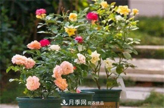 什么樹可以嫁接月季花？月季嫁接有什么好處？(圖4)