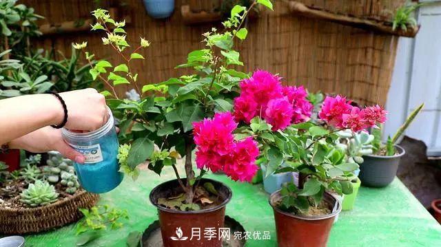 磷酸二氫鉀月季促花“效果不好”？可能是用錯了，快看看正確的方法(圖3)