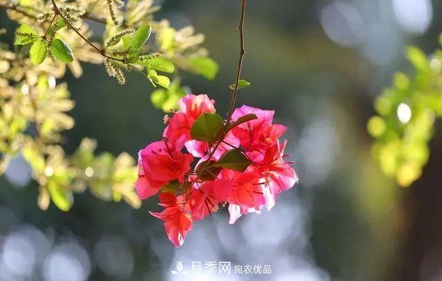 磷酸二氫鉀月季促花“效果不好”？可能是用錯了，快看看正確的方法(圖7)