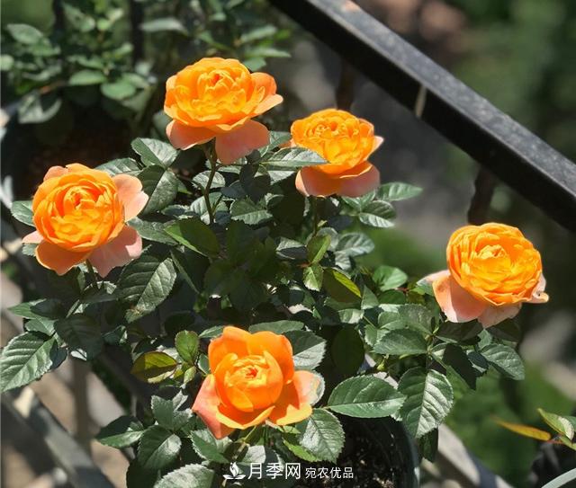 月季秋剪快上車，10月秋花開出一片花海(圖1)