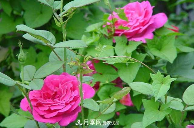 月季秋剪快上車，10月秋花開出一片花海(圖4)