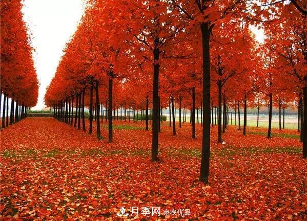 這幾種彩色喬灌木工程上需求量大，2020苗木市場行情看好(圖1)